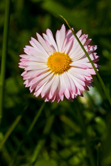 daisy flower