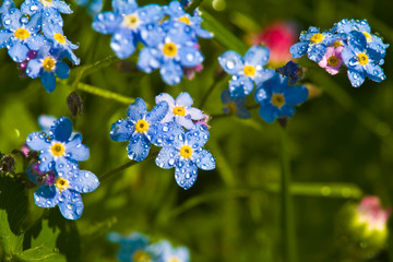 Forget-Me-Not on a green grass. macro