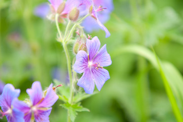 flowering geranium by the name of gravetye