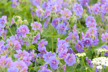 flowering geranium by the name of gravetye