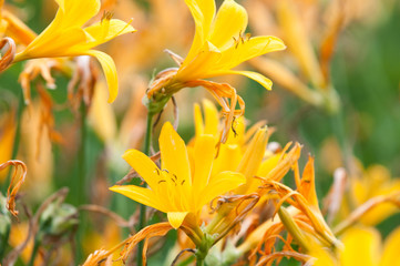 Fototapeta na wymiar yellow tiger lily
