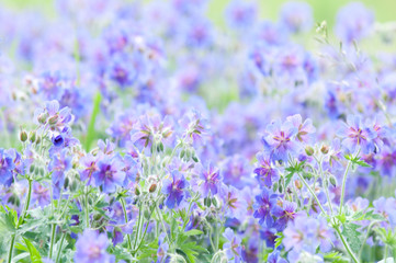 Obraz premium early summer flower
