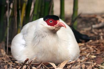 The Brown Eared Pheasant