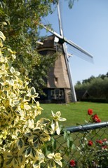 A typical Dutch widmill on a green lawn with flowers.