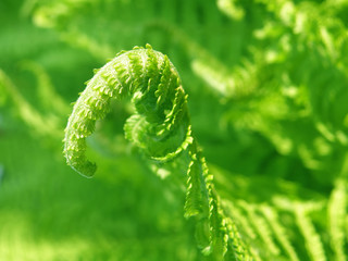 Detail of a fern