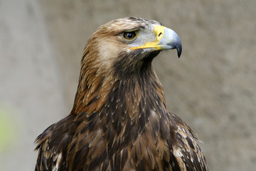 Steinadler