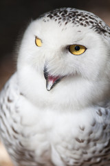 Snowy owl (Bubo scandiacus).