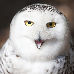 Snowy owl (Bubo scandiacus).