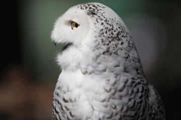 Snowy owl (Bubo scandiacus).