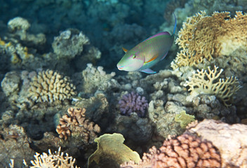 Fototapeta na wymiar Candelamoa parrotfish
