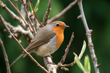 robin