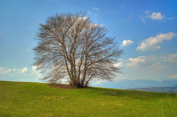 Obraz premium Tree in the spring time