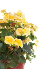Begonia plant isolated on white