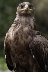 Steppenadler