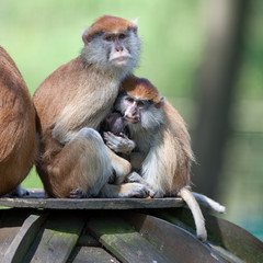 macaques