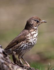 Song Thrush (Turdus philomelos)
