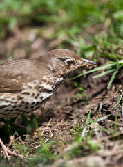 Song Thrush (Turdus philomelos)