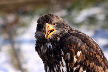 Weißkopfseeadler (Jungtier)