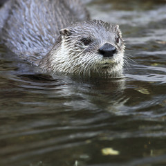 Otter