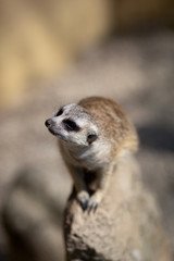 Fototapeta premium watchful meerkat standing guard