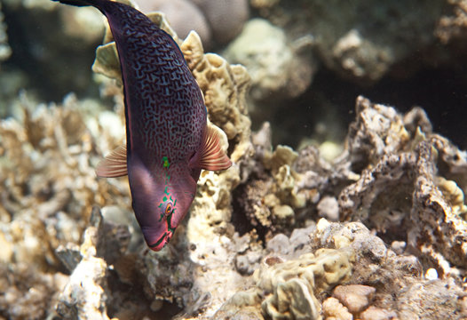Dusky parrotfish