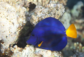 Yellowtail tang