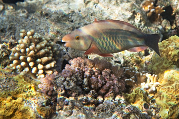 Birdled parrotfish