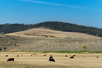 Landschaft in Montana mit Kühen