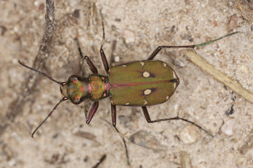 Green tiger beetle (Cicindela campestris)