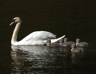 Cygnets with Parent