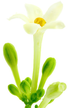 fleur de papayer, fond blanc