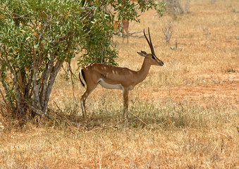 Antilope