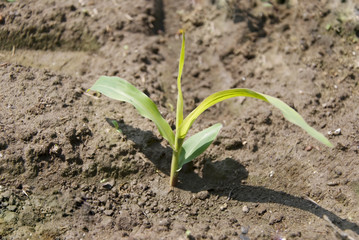 corn plant
