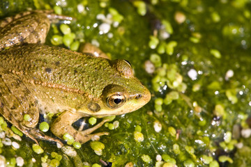 frog