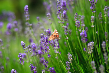 butterfly on a green plant with verry nice background