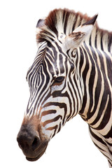 Fototapeta na wymiar Cute burchell zebra from a safari zoo