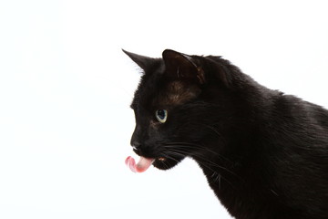 Black cat licking his lips on white background