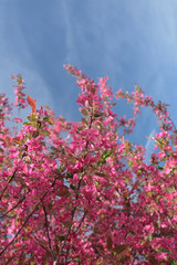 Blooming Cherry Tree