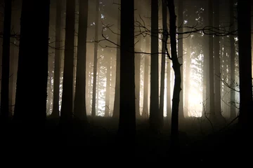 Foto auf Acrylglas Sonnenuntergang im dunklen Wald © sedin