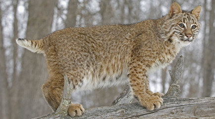 Bobcat portrait