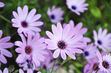 Purple daisy