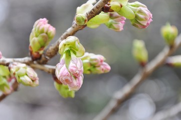 A sakura bud