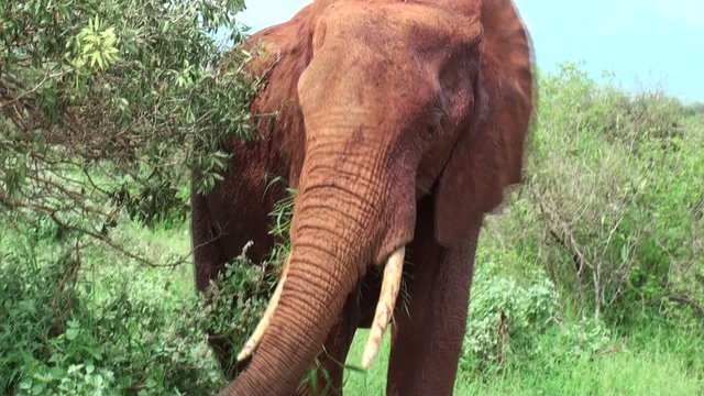 repas d'&eacute;l&eacute;phant