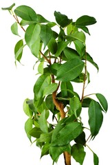 Green ficus tree isolated on white background