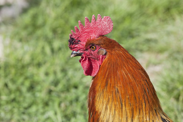 tête de coq