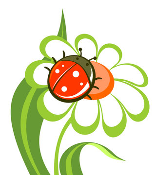 flower with ladybird