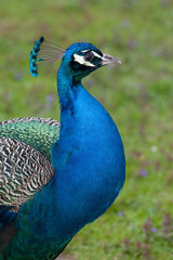 Fototapeta premium Stolzer Pfau