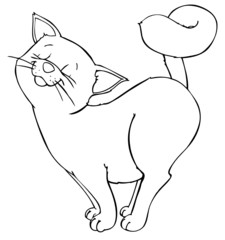 Katze, Kater, Kätzchen, Hauskatze, Haustier