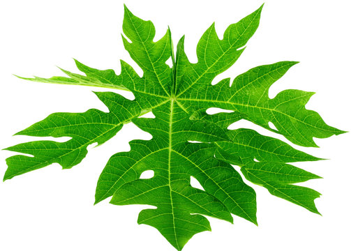 feuille de papayer, fond blanc