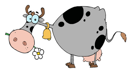 Gray And Black Cow Eating A Daisy